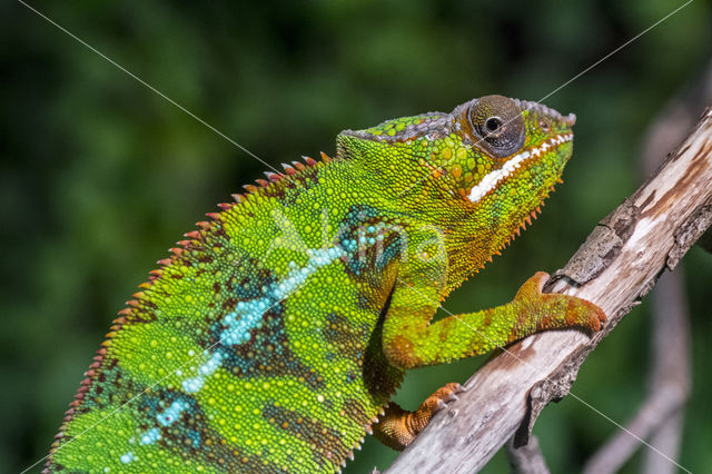 Panterkameleon (Furcifer pardalis)