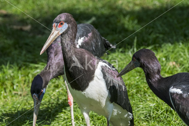 Abdim's stork (Ciconia abdimii)