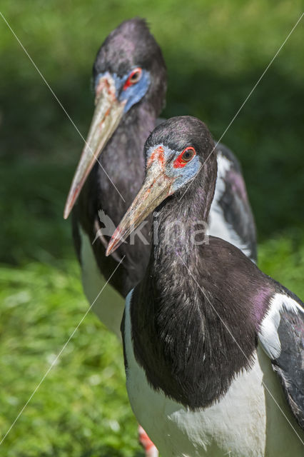 Abdim's stork (Ciconia abdimii)