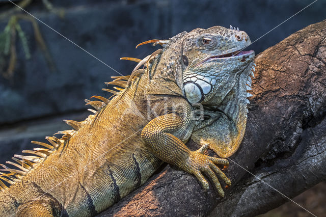 Groene leguaan (Iguana iguana)