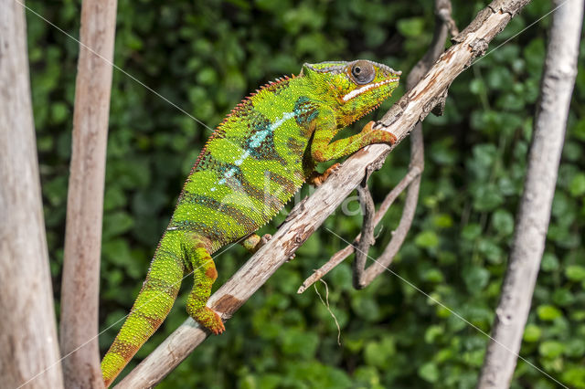 Panterkameleon (Furcifer pardalis)