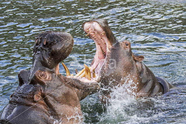 Hippopotamus (Hippopotamus amphibius)