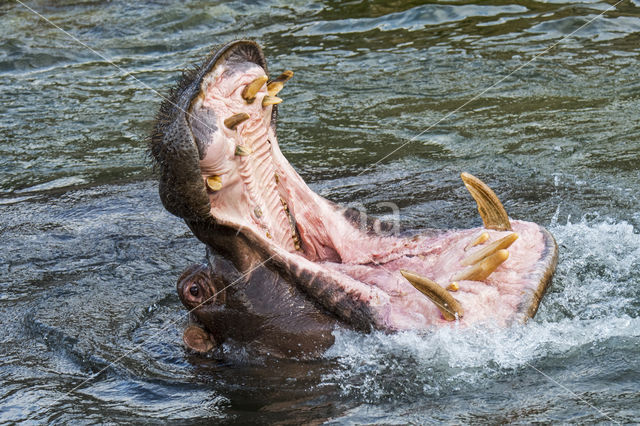 Nijlpaard (Hippopotamus amphibius)