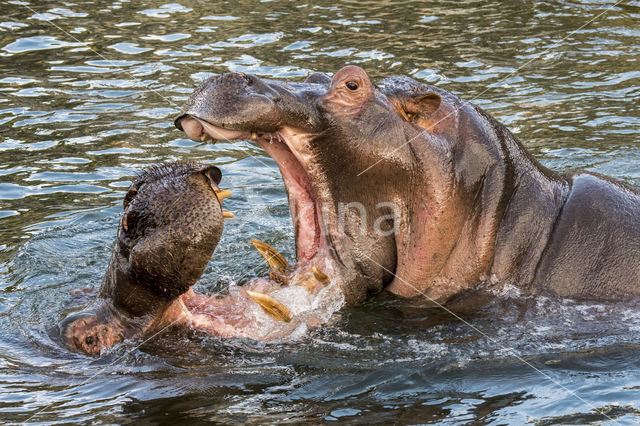 Hippopotamus (Hippopotamus amphibius)