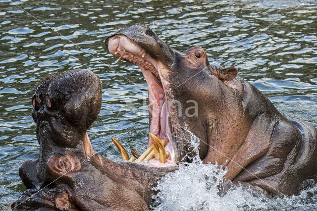 Nijlpaard (Hippopotamus amphibius)