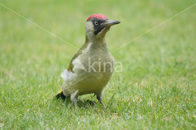 Eurasian Green Woodpecker (Picus viridis)