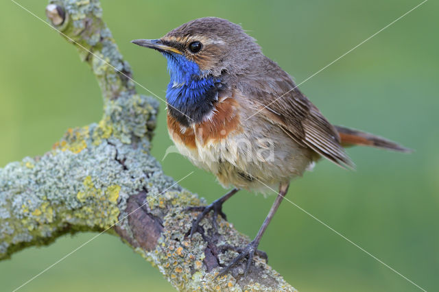 Blauwborst (Luscinia svecica)