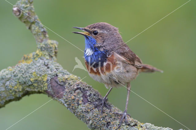 Blauwborst (Luscinia svecica)