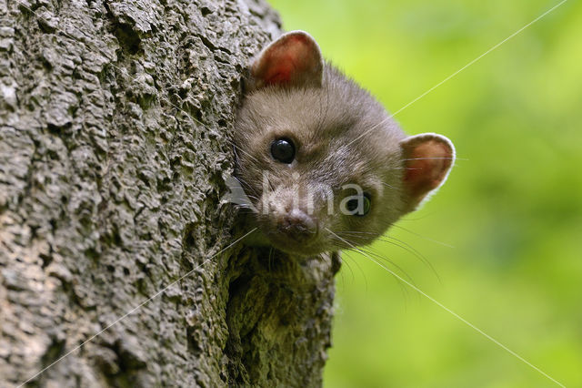 Beech Marten (Martes foina)