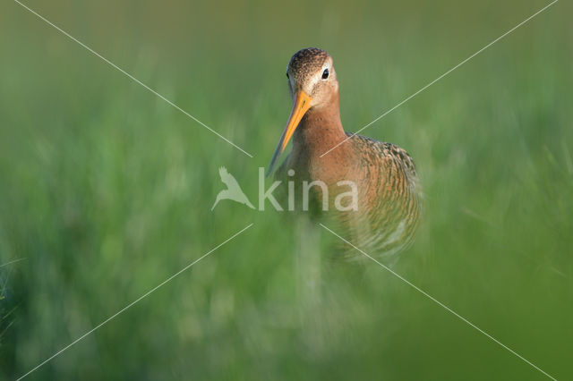 Black-tailed Godwit (Limosa limosa)