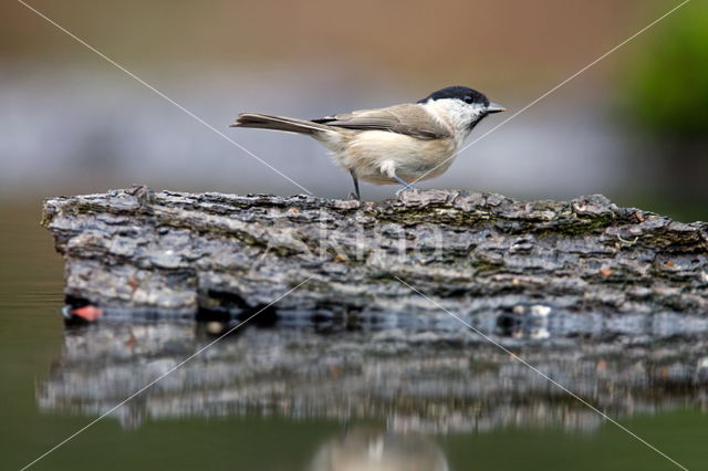 Matkop (Parus montanus)