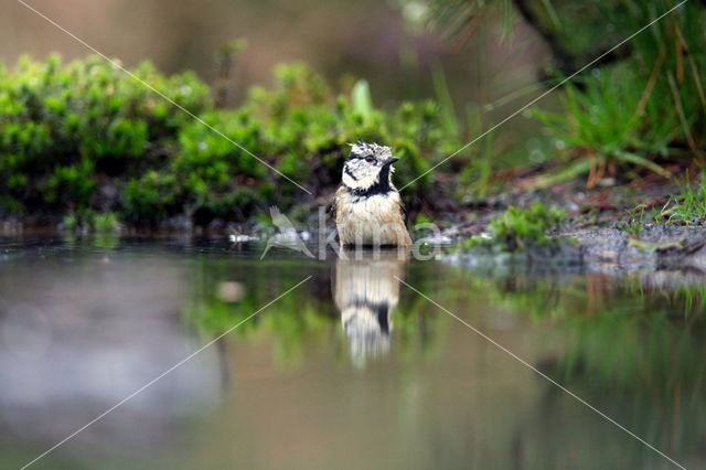 Kuifmees (Parus cristatus)