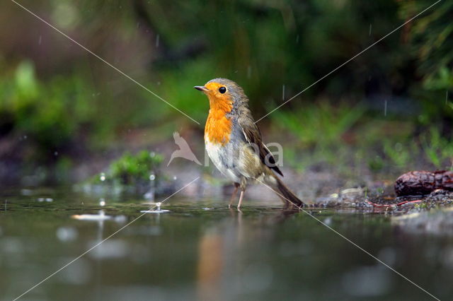 European Robin (Erithacus rubecula)