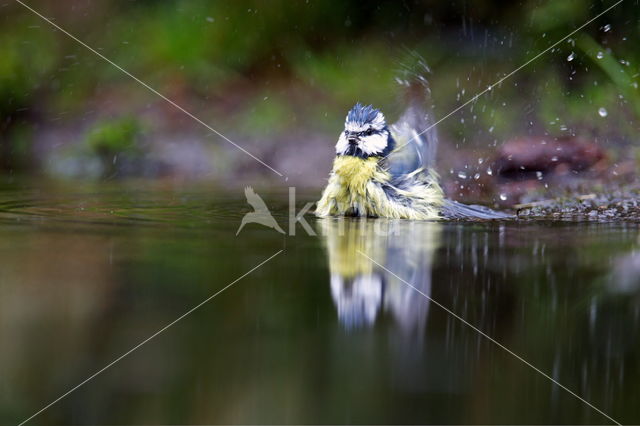 Blue Tit (Parus caeruleus)