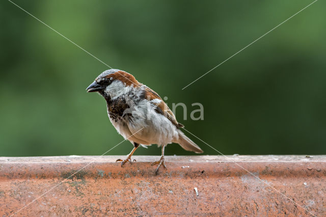 Huismus (Passer domesticus)