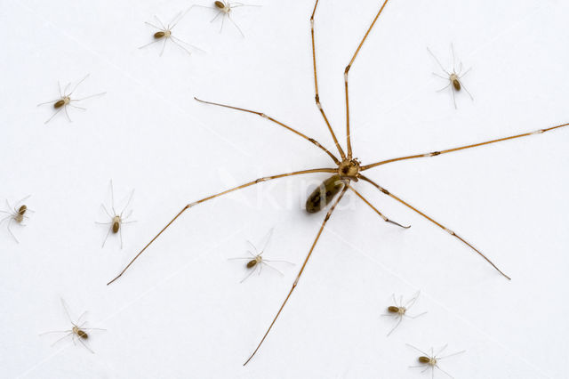 Cobweb Spider (Pholcus phalangioides)