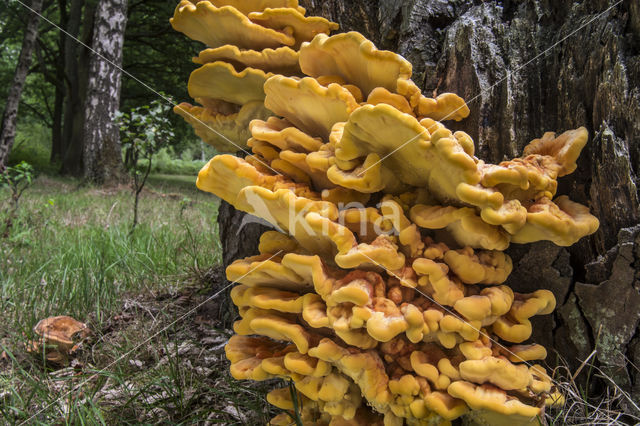 Zwavelzwam (Laetiporus sulphureus)