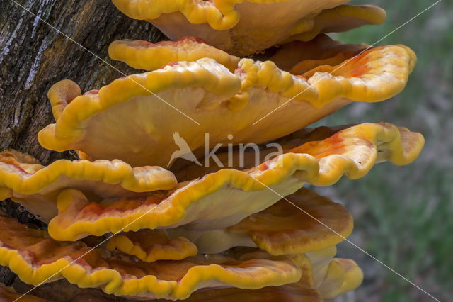 Zwavelzwam (Laetiporus sulphureus)