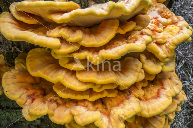 Zwavelzwam (Laetiporus sulphureus)