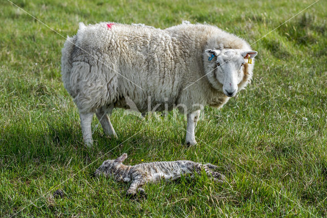 Schaap (Ovis domesticus)