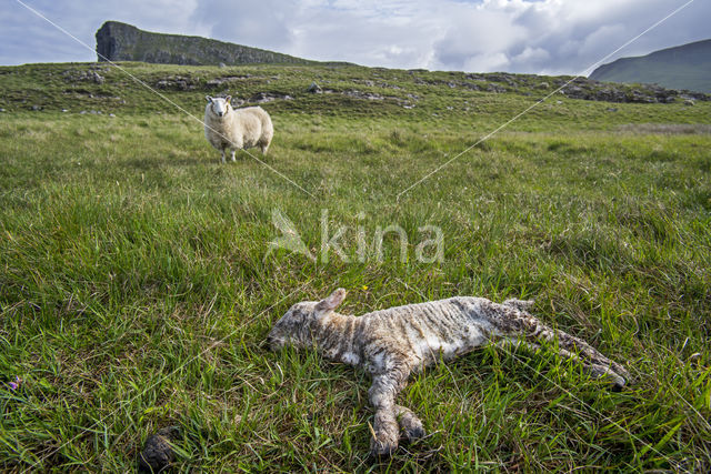 Schaap (Ovis domesticus)