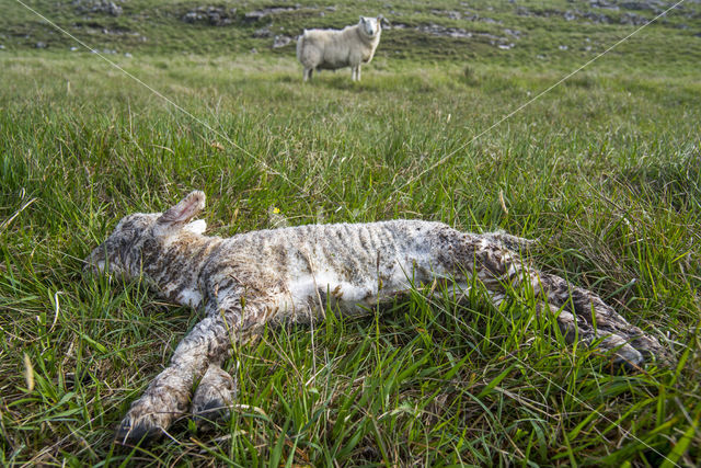 Schaap (Ovis domesticus)