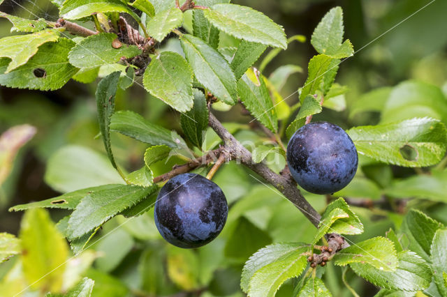 Sleedoorn (Prunus spinosa)