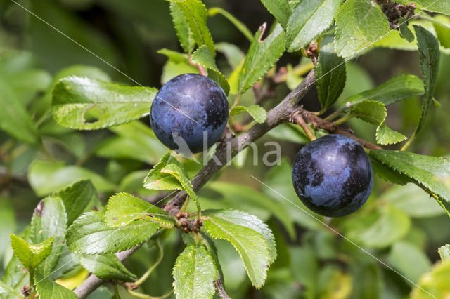 Sleedoorn (Prunus spinosa)