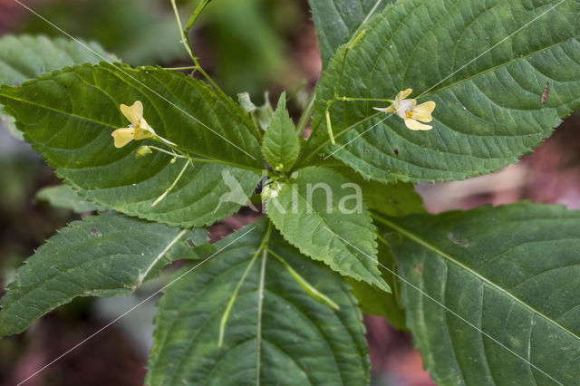 Klein springzaad (Impatiens parviflora)