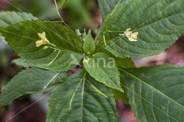 Small Balsam (Impatiens parviflora)