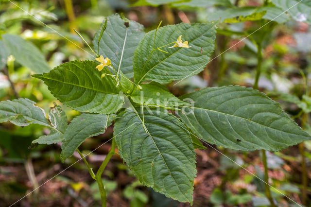 Small Balsam (Impatiens parviflora)