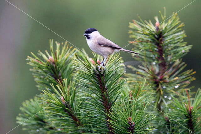 Matkop (Parus montanus)