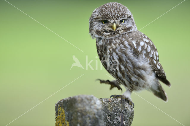 Little Owl (Athene noctua)