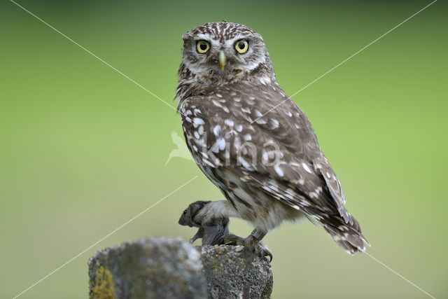 Little Owl (Athene noctua)