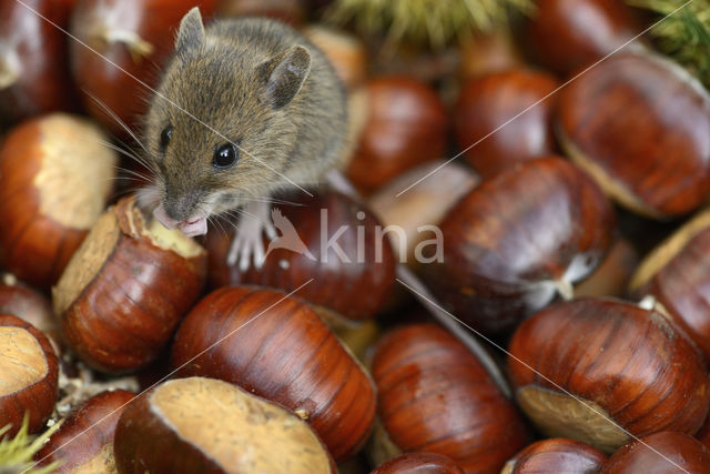 Bosmuis (Apodemus sylvaticus)