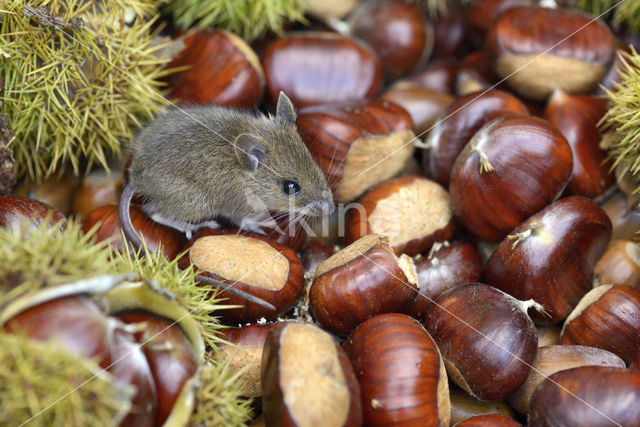 Bosmuis (Apodemus sylvaticus)