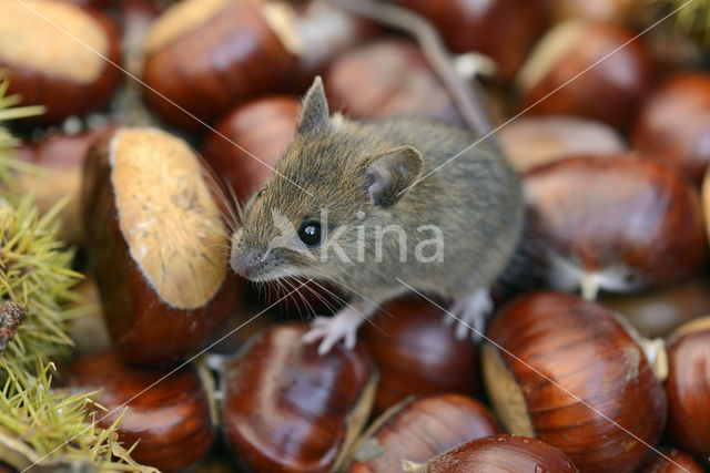 Bosmuis (Apodemus sylvaticus)