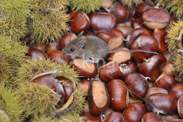 Bosmuis (Apodemus sylvaticus)