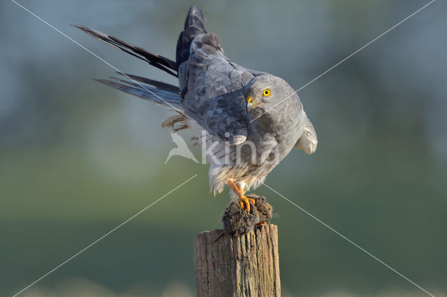 Montagu's Harrier (Circus pygargus)