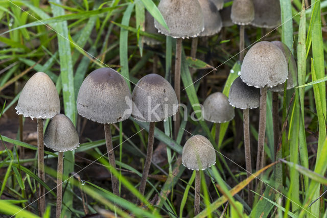 Geaderde vlekplaat (Panaeolus retirugis)