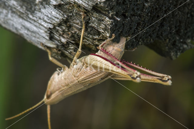 Large Gold Grasshopper (Chrysochraon dispar)