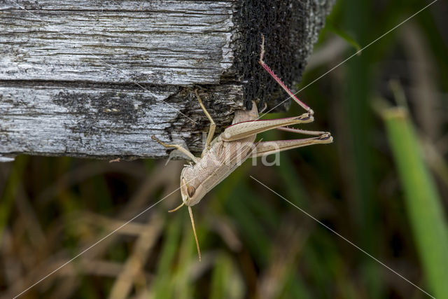 Large Gold Grasshopper (Chrysochraon dispar)