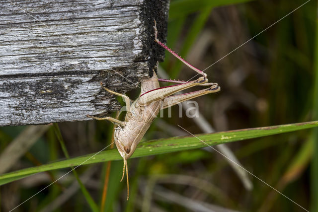 Large Gold Grasshopper (Chrysochraon dispar)