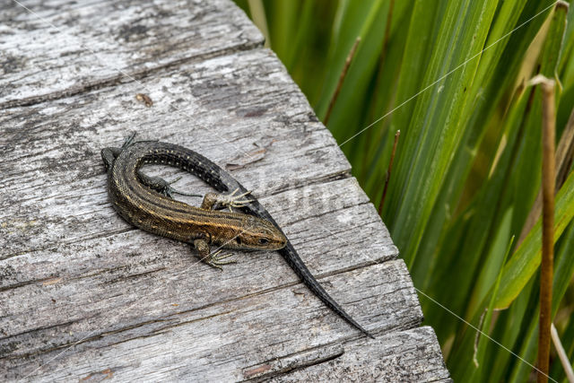 Levendbarende hagedis (Zootoca vivipara)