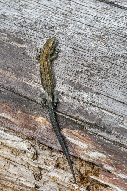 Levendbarende hagedis (Zootoca vivipara)