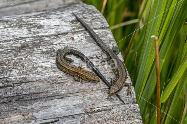 Levendbarende hagedis (Zootoca vivipara)