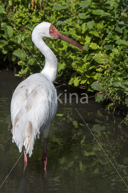 Great white crane