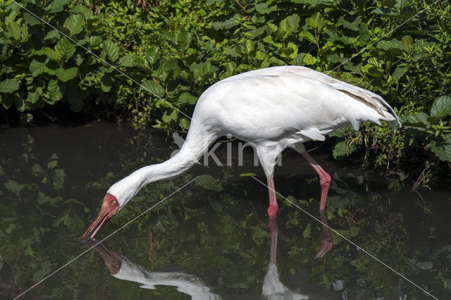 Great white crane