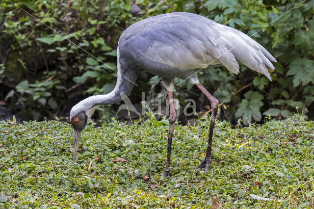 Witnekkraanvogel (Grus vipio)