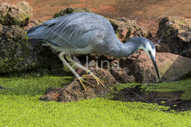 White-faced Heron (Egretta novaehollandiae)